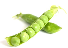 Pea Snow